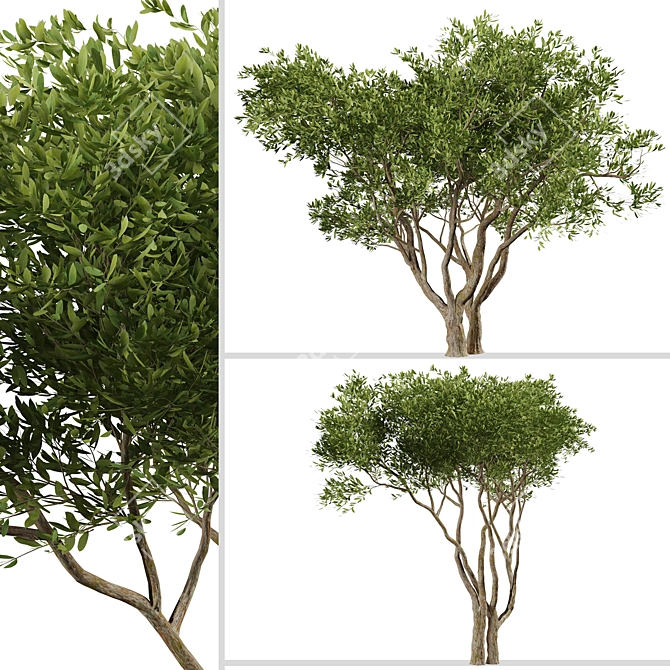 Evergreen Olives: Set of 2 Trees 3D model image 4