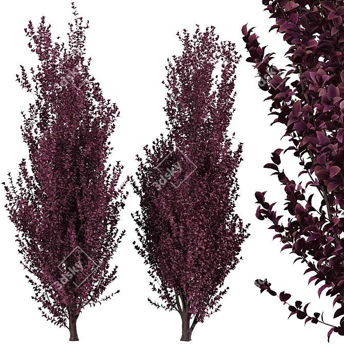 Crimson Pointe Plum Trees: Stunning Color and Columnar Form 3D model image 5