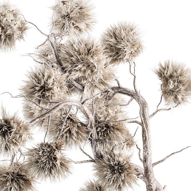 Stirlingia Dry Plant - Ethereal Beauty 3D model image 3