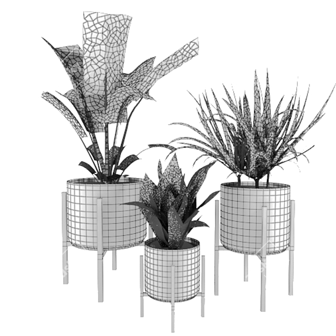 Green Oasis Trio: Snake Plant, Fiddle Fig & Dragon Plant 3D model image 2