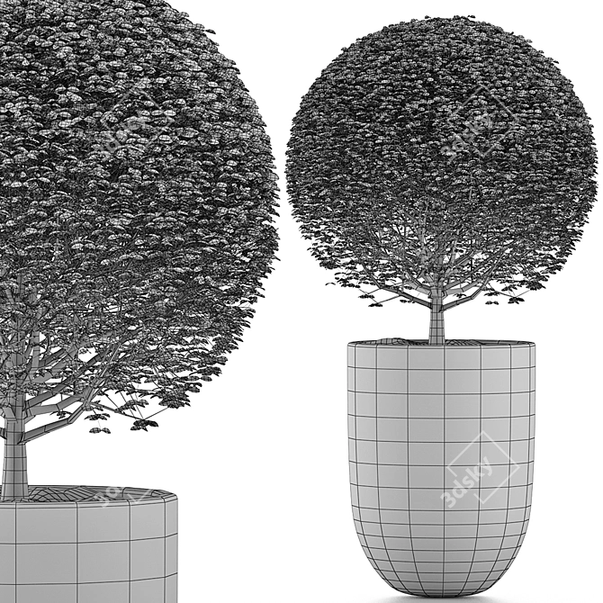 Exotic Bonsai Plants Collection 3D model image 4