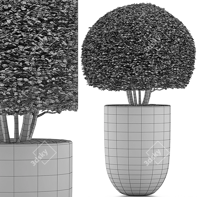 Exotic Bonsai: Ligustrum Ovalifolium 3D model image 5