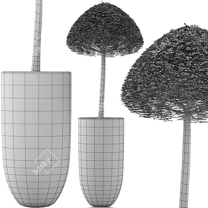 Exotic Bonsai Collection - Ligustrum Ovalifolium 3D model image 5