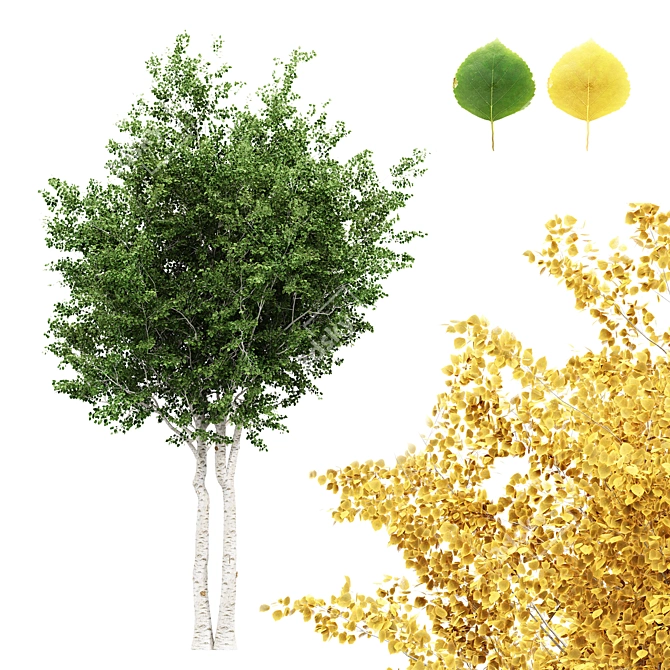 Silver Birch Tree - Betula Pendula 3D model image 1