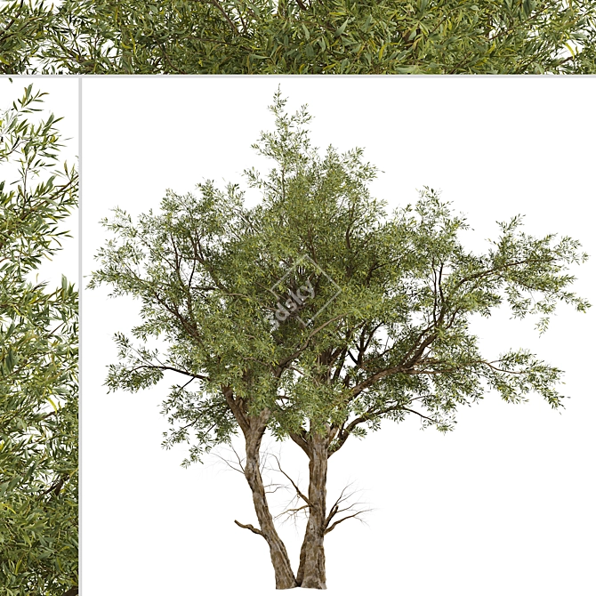 Eucalyptus Red Gum Tree: Vibrant Australian Evergreen 3D model image 4