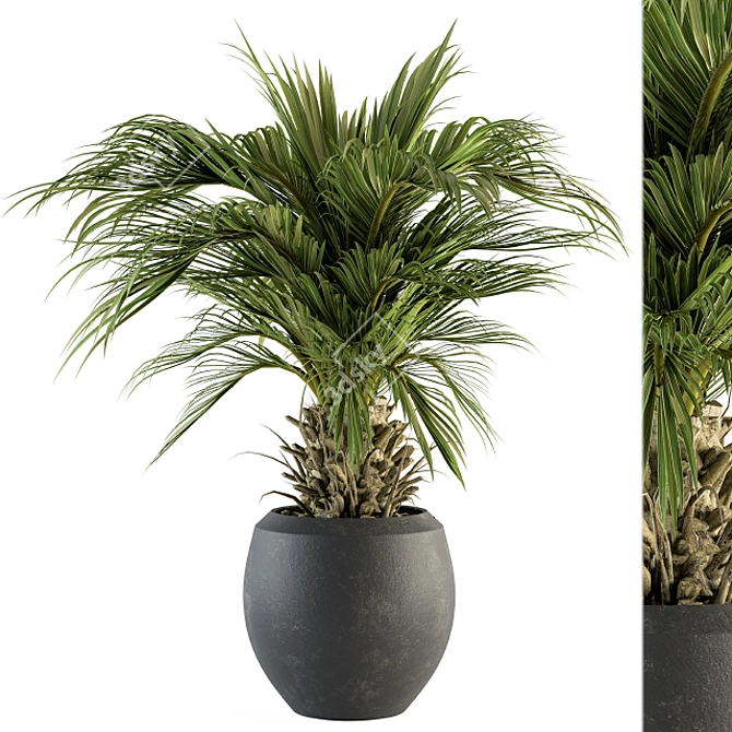 Tropical Palm Plant in Pot 3D model image 1