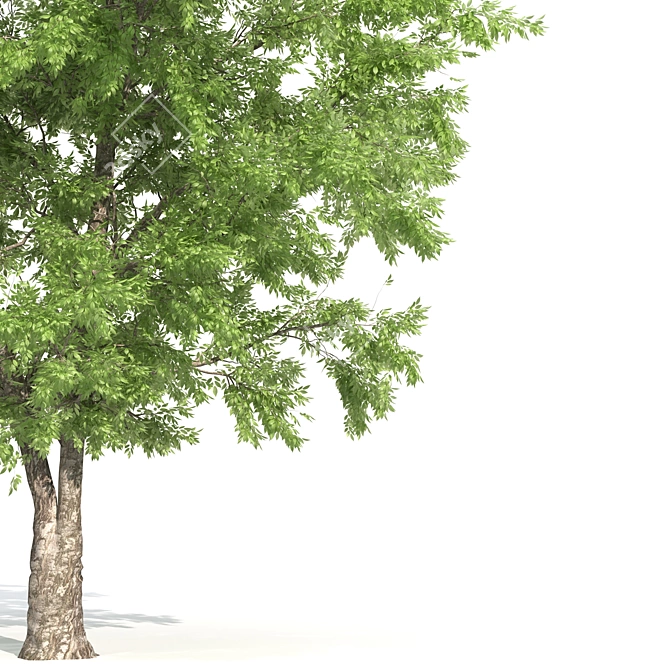 Texas Ash Tree: Tall and Detailed 3D model image 2