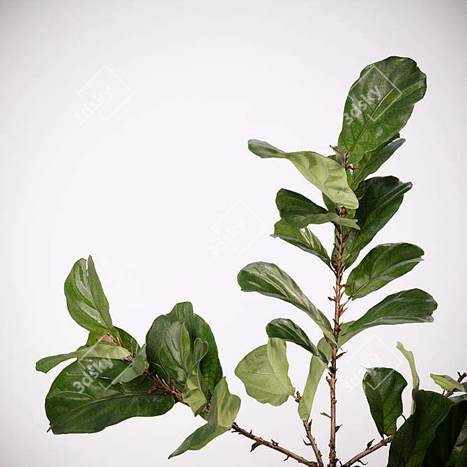 Realistic Fiddle-Leaf Fig 3D Model 3D model image 3