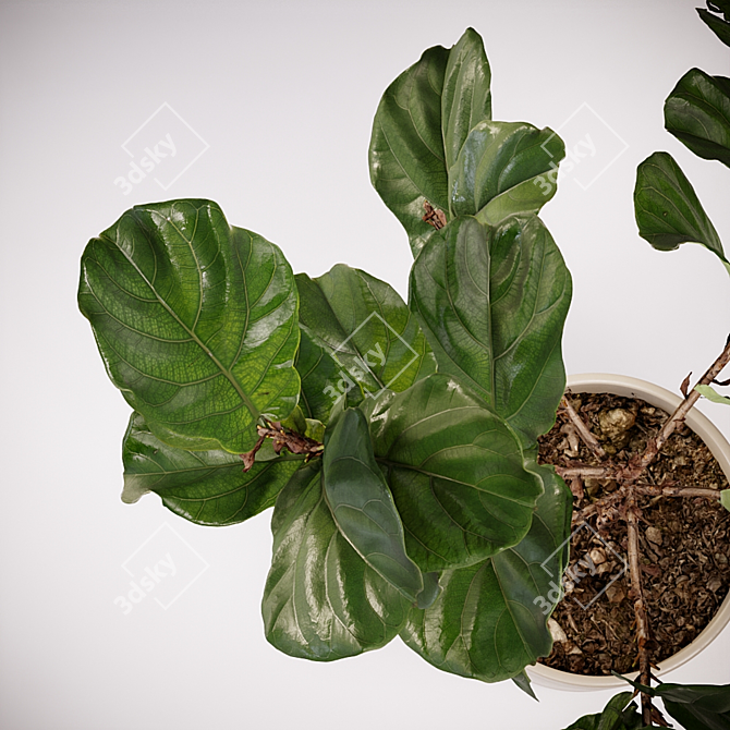 Realistic Fiddle-Leaf Fig 3D Model 3D model image 4