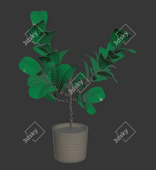 Realistic Fiddle-Leaf Fig 3D Model 3D model image 5