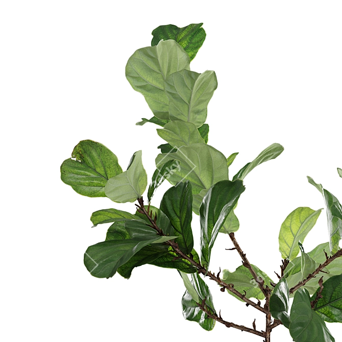 Realistic Fiddle-Leaf Fig 3D Model 3D model image 7