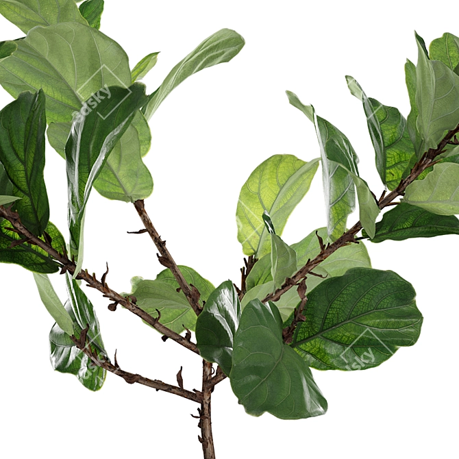 Realistic Fiddle-Leaf Fig 3D Model 3D model image 9