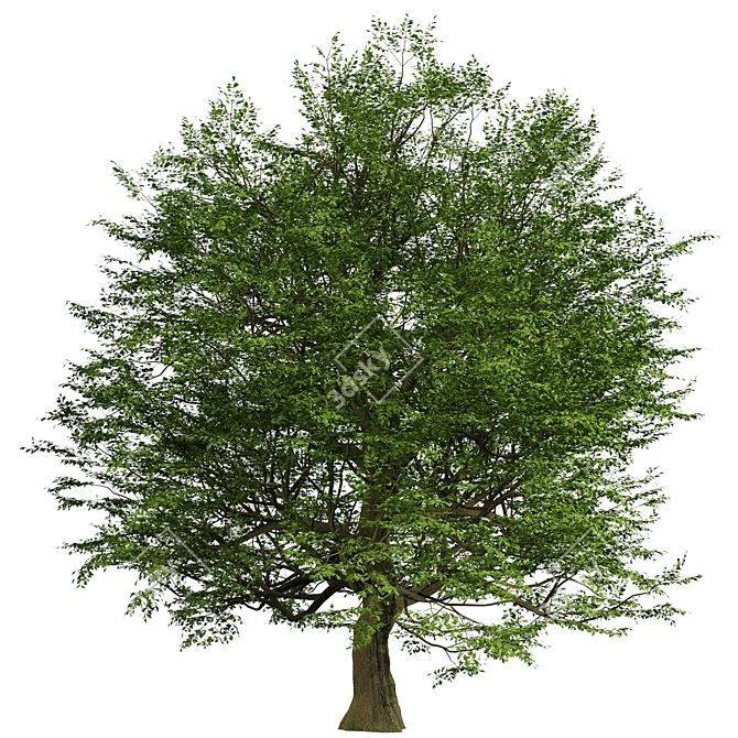 Majestic Bur Oak Tree: Natural Beauty 3D model image 5