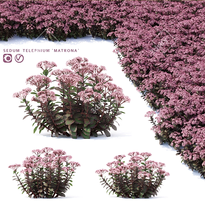 Matrona Sedum Telephium: Vibrant Sedum Flowers 3D model image 1