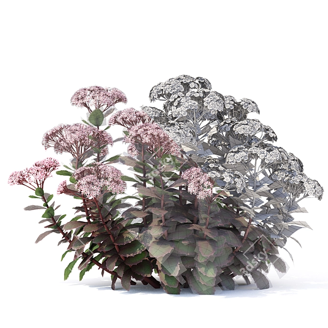 Matrona Sedum Telephium: Vibrant Sedum Flowers 3D model image 2