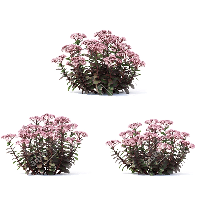 Matrona Sedum Telephium: Vibrant Sedum Flowers 3D model image 3