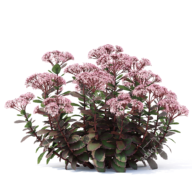 Matrona Sedum Telephium: Vibrant Sedum Flowers 3D model image 4