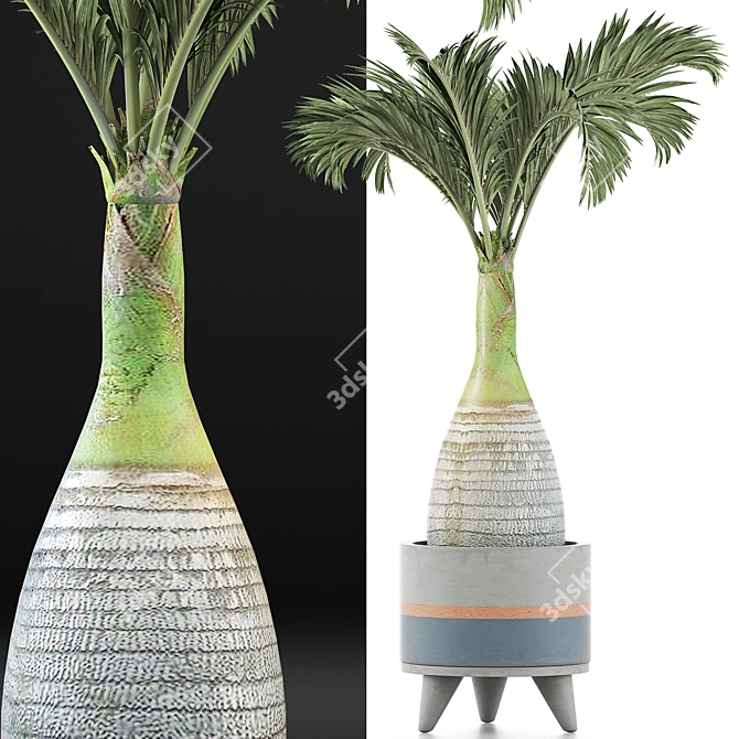 Tropical Palm Tree Collection 3D model image 3
