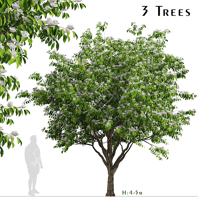 Blooming Kousa Dogwood Trio: Exquisite Set of 3 Trees 3D model image 1