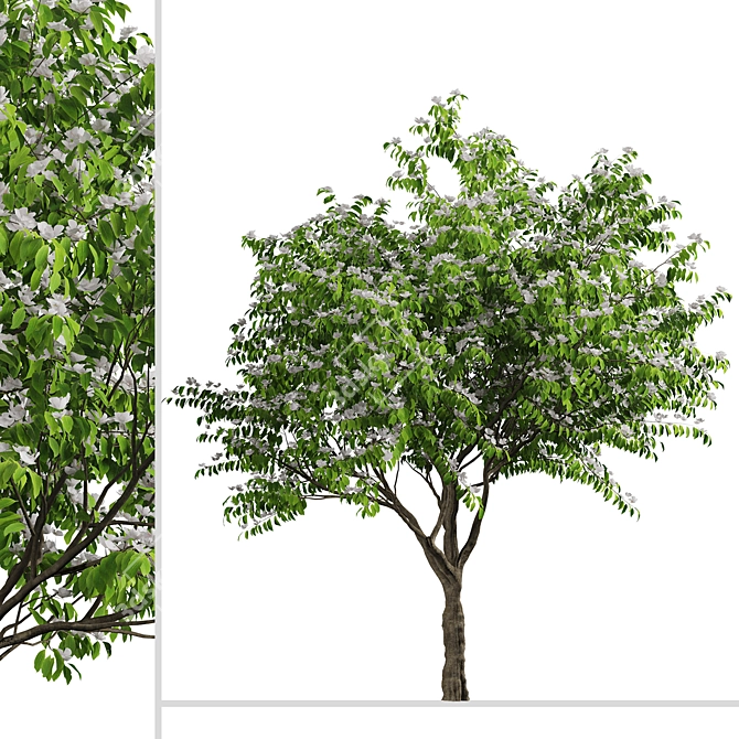 Blooming Kousa Dogwood Trio: Exquisite Set of 3 Trees 3D model image 3