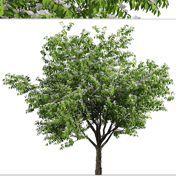 Blooming Kousa Dogwood Trio: Exquisite Set of 3 Trees 3D model image 5