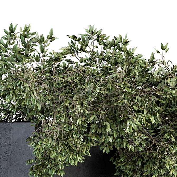 Ivy Plant Set: Outdoor Elegance 3D model image 3