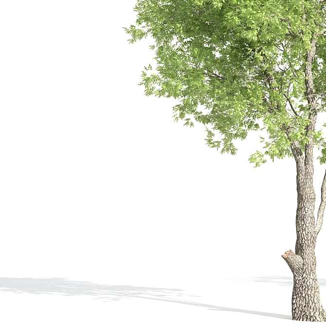 White Ash Tree: Height 9m 3D model image 2