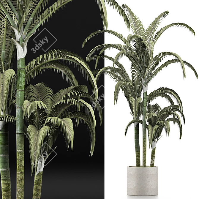 Tropical Trio: Beach and Concrete Pot Palms 3D model image 2