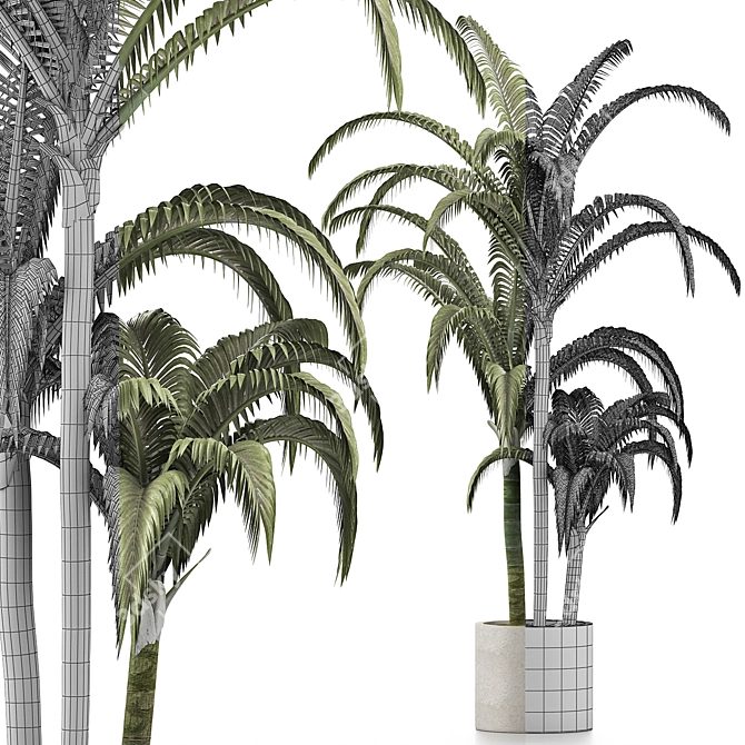 Tropical Trio: Beach and Concrete Pot Palms 3D model image 3