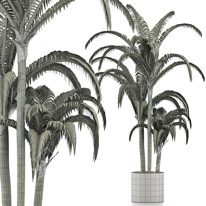 Tropical Trio: Beach and Concrete Pot Palms 3D model image 4