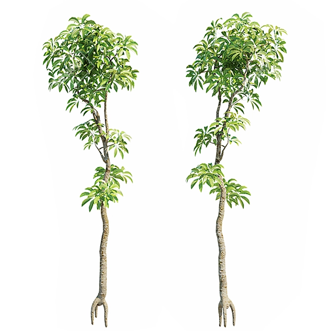  Stunning Plumeria Tree 3D Model 3D model image 1