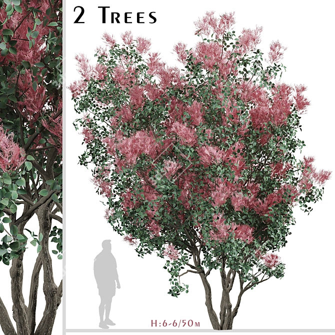 Pair of American Smoketree Trees 3D model image 1