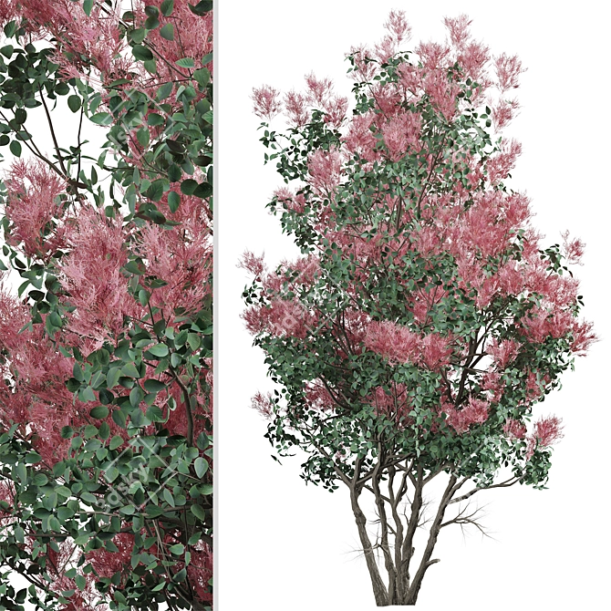 Pair of American Smoketree Trees 3D model image 3