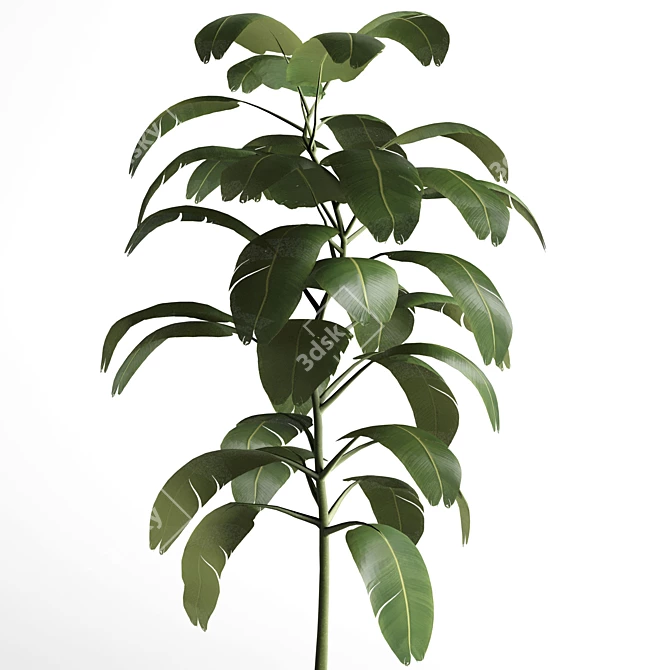 Elegant Indoor Plant Decoration 3D model image 3