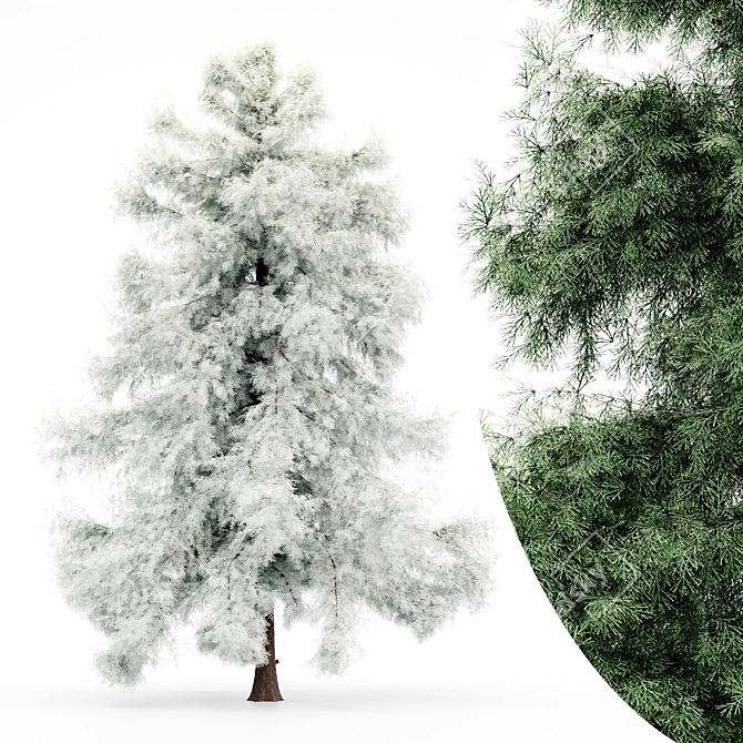 Arctic Evergreen: Year-round Beauty 3D model image 2