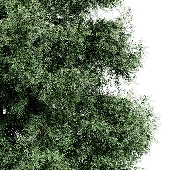 Arctic Evergreen: Year-round Beauty 3D model image 3