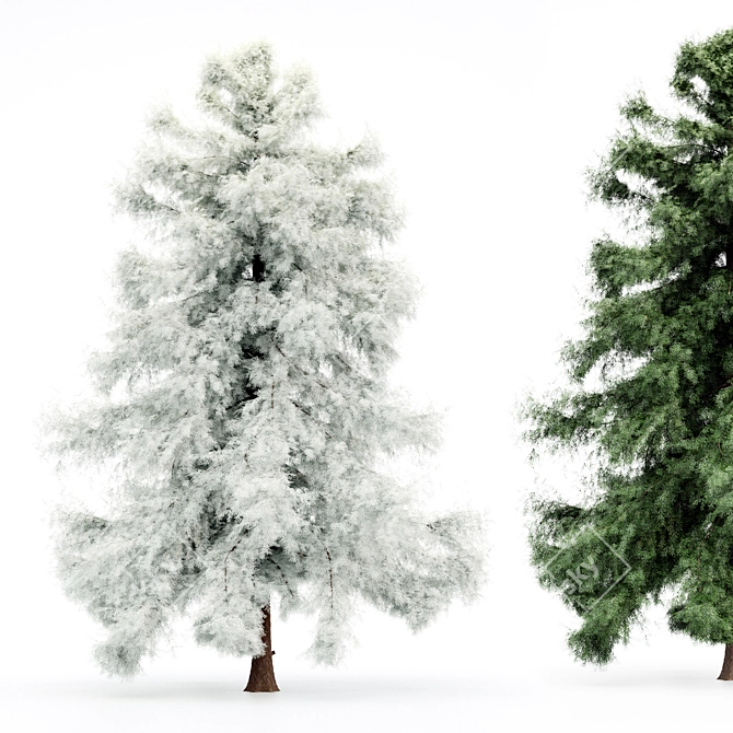 Arctic Evergreen: Year-round Beauty 3D model image 4