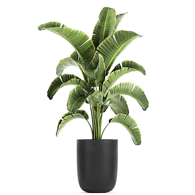 Exotic Plant Collection 804 3D model image 4