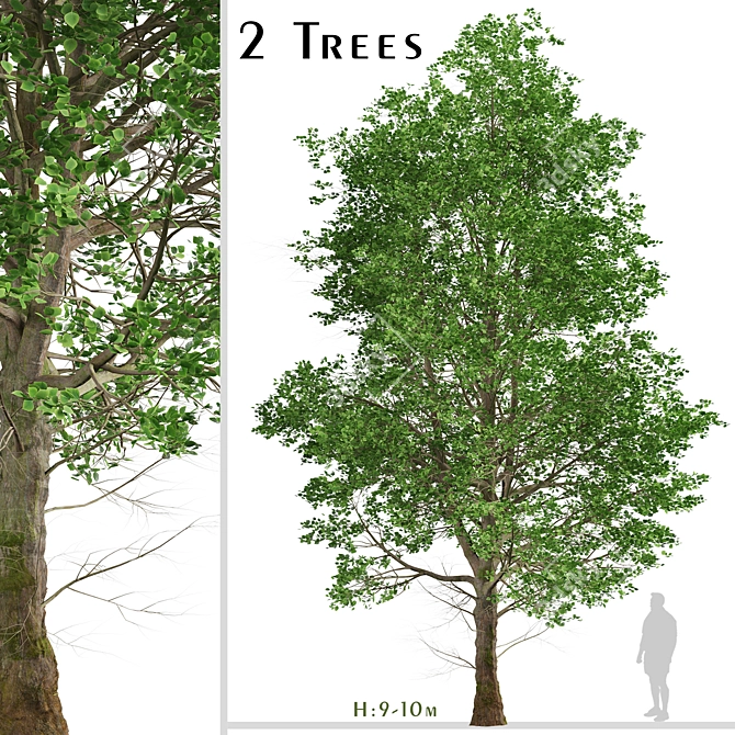 European Linden Trees: 2 Fragrant Beauties 3D model image 1