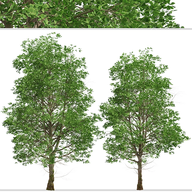 European Linden Trees: 2 Fragrant Beauties 3D model image 2