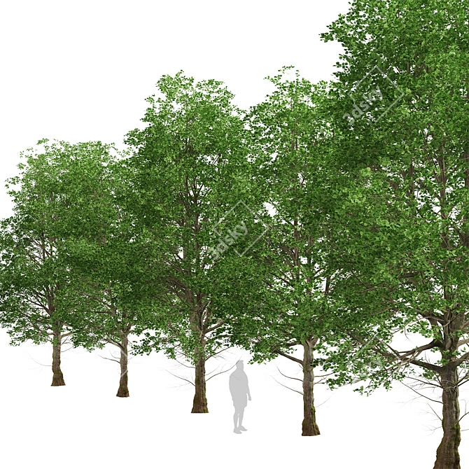 European Linden Trees: 2 Fragrant Beauties 3D model image 3