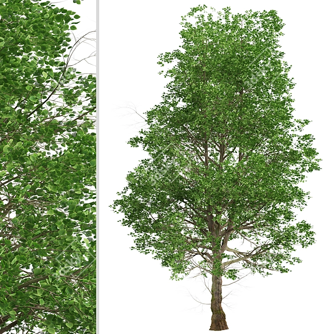 European Linden Trees: 2 Fragrant Beauties 3D model image 4
