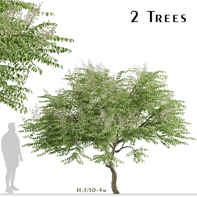 Japanese Angelica Tree Set (2 Trees) 3D model image 9