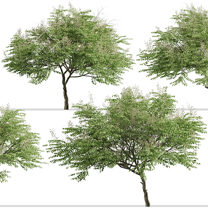 Japanese Angelica Tree Set (2 Trees) 3D model image 4