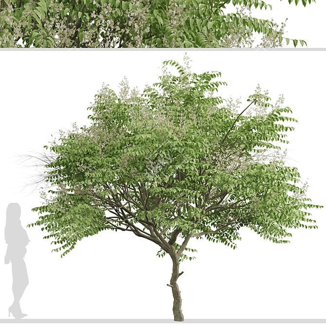 Japanese Angelica Tree Set (2 Trees) 3D model image 7