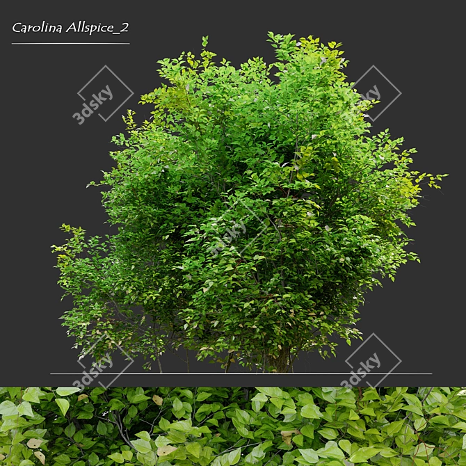 Carolina Allspice: 1.8m Height, Vray and Corona Material Libraries 3D model image 1