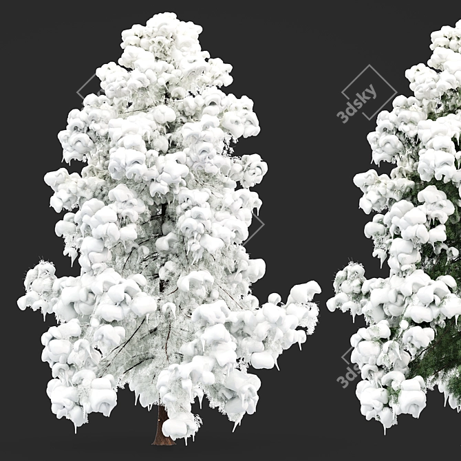 Alaska Cedar - Winter Wonderland 3D model image 1