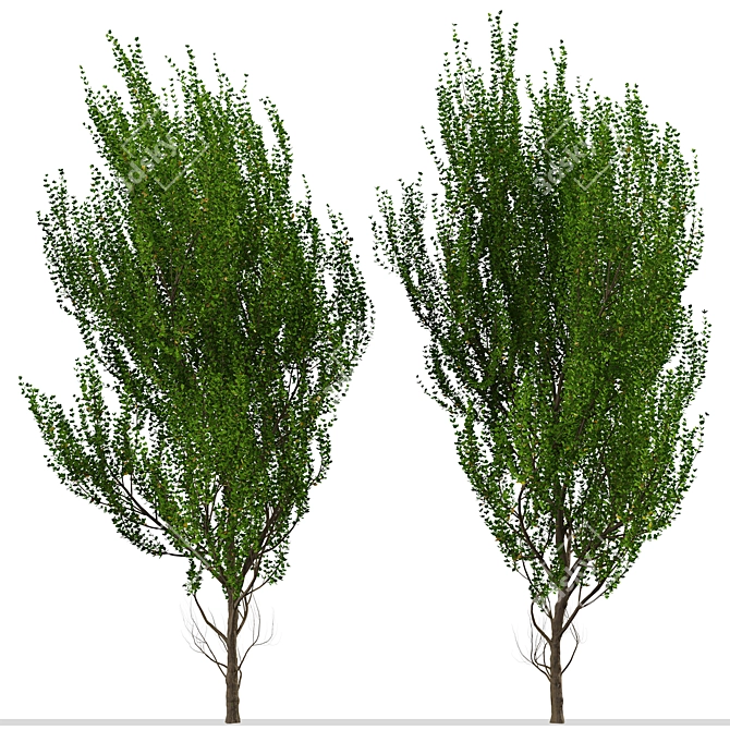 Evergreen Boxleaf Azara Trees - Set of 2 3D model image 1