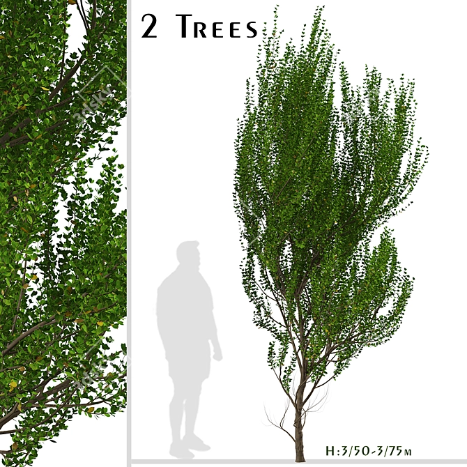 Evergreen Boxleaf Azara Trees - Set of 2 3D model image 2