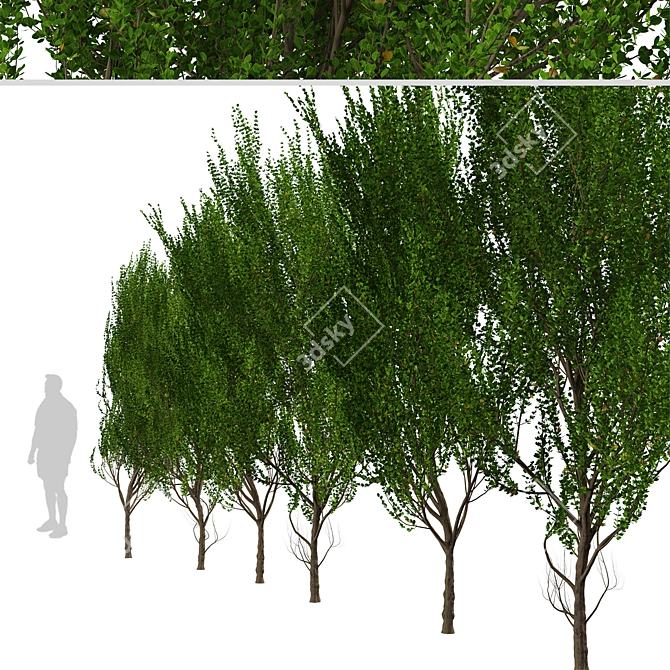 Evergreen Boxleaf Azara Trees - Set of 2 3D model image 4